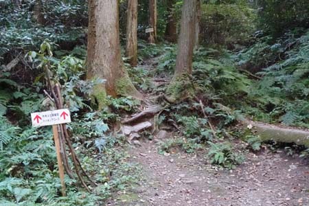 官ノ倉山・林道の終点から山道