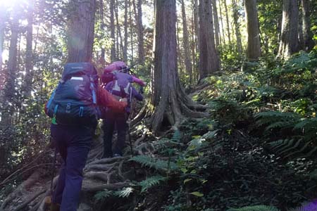 官ノ倉山・急な登りが続きます