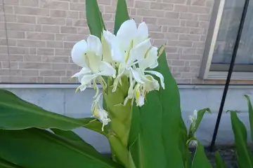 ハナシュクシャ・小川町