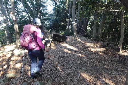 八王子城山から太鼓曲輪尾根・木立の中の詰の城