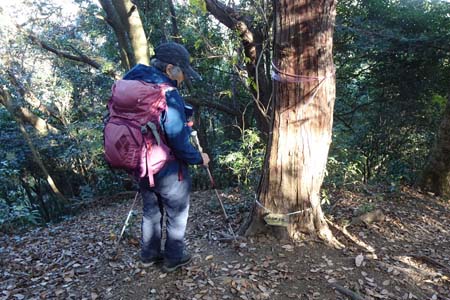 八王子城山から太鼓曲輪尾根・太鼓曲輪尾根への分岐