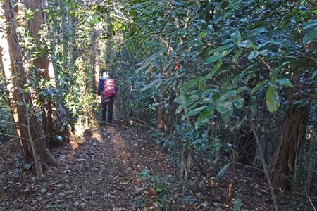 八王子城山から太鼓曲輪尾根・暗い林の中を下り