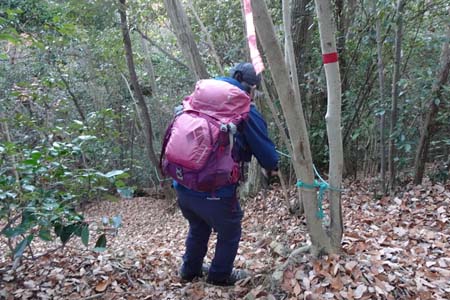 八王子城山から太鼓曲輪尾根・固定ロープを頼りに斜面を下り