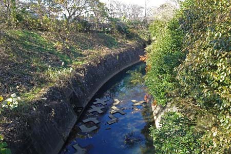 横浜市旭区・帷子川に流れ込む細い流れ