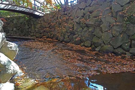 横浜市旭区・帷子川を流れるもみじ
