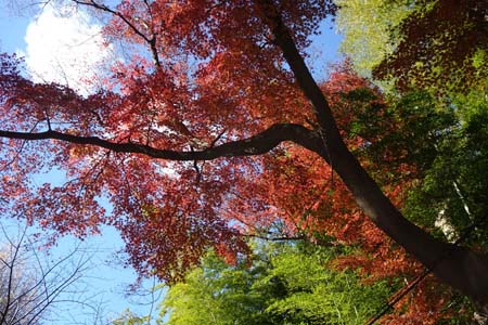 横浜市旭区・真っ赤なモミジ