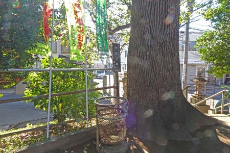 横浜市緑区・杉山神社の横浜市指定クスノキの古木