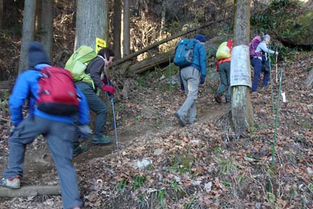 石老山・杉林の中の登り