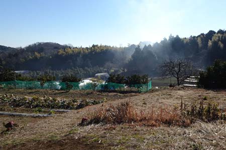 小野路・野菜も栽培していました