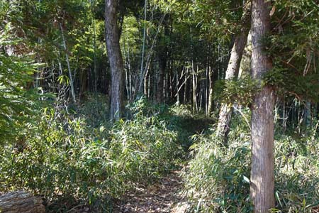 小野路・藪っぽい竹林の登り
