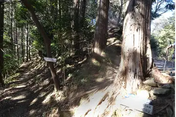 木下沢への分岐