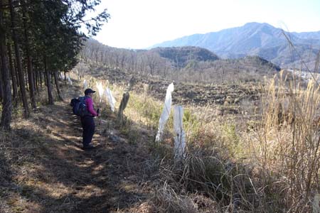 都留アルプス・千本桜の植栽地
