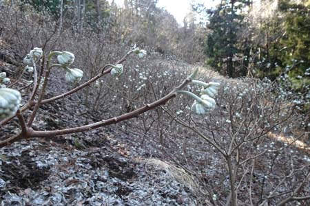 都留アルプス・まだ蕾も堅いミツマタの群生地