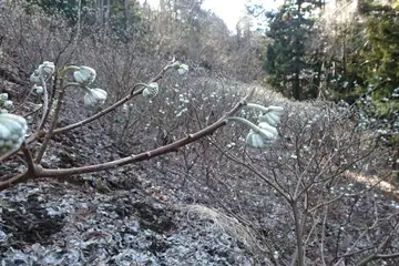 ミツマタの群生地