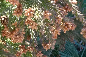 スギ・吉野梅郷