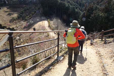赤ぼっこから吉野梅郷・東屋から続く遊歩道