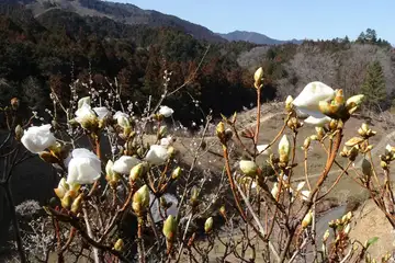 吉野梅郷のゲンカイツツジ