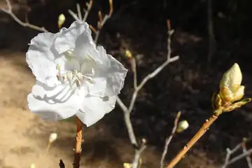 シロバナゲンカイツツジ・吉野梅郷