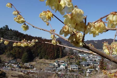 赤ぼっこから吉野梅郷・満開のロウバイ