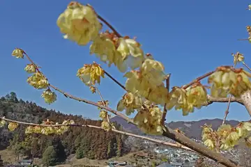 ロウバイ・吉野梅郷