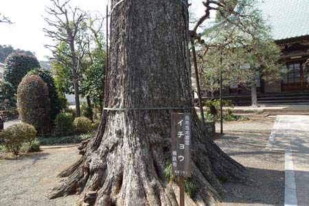 横浜市都筑区・最乗寺の横浜市指定名木古木