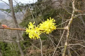 ダンコウバイ・八重山から五感の森