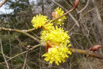 ダンコウバイ・八重山から五感の森