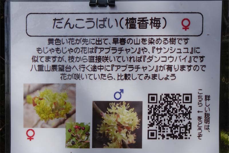 ダンコウバイの見分け方・八重山から五感の森・八重山から五感の森
