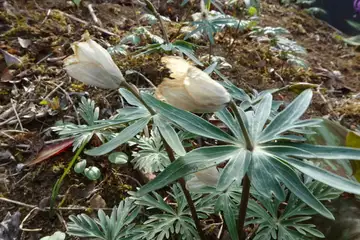 セツブンソウ・八重山から五感の森