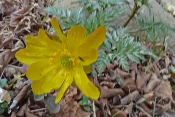 フクジュソウ・城山カタクリの里