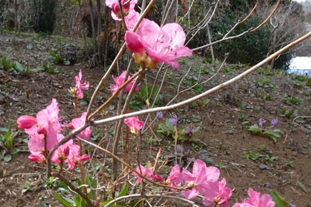 サクラゲンカイツツジ・城山カタクリの里