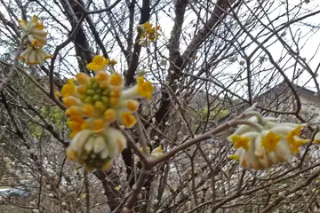 ミツマタ・城山カタクリの里