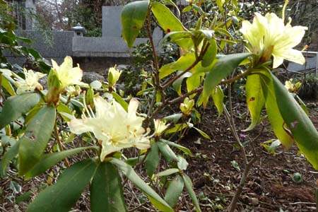 ヒカゲツツジ・城山カタクリの里