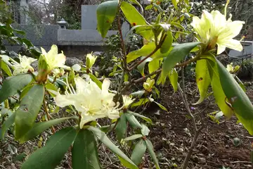ヒカゲツツジ・八重山から五感の森