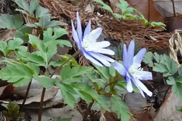 キクザキイチゲ・八重山から五感の森