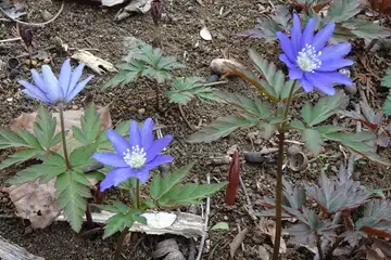キクザキイチゲ・八重山から五感の森