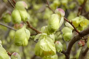 ヒュウガミズキ・八重山から五感の森
