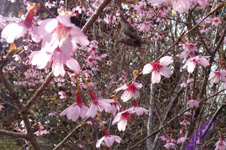コヒガンザクラ・城山カタクリの里