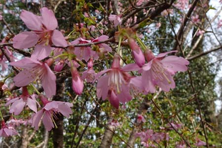 コヒガンザクラ・城山カタクリの里