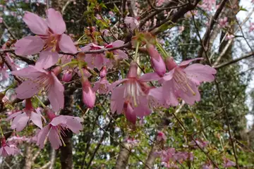 コヒガンザクラ・城山カタクリの里