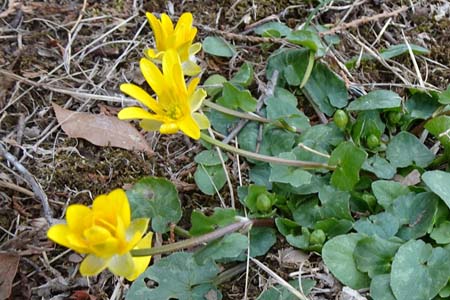 ヒメリュウキンカ・八重山から五感の森