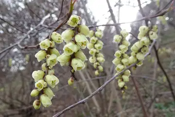 キブシ・八重山から五感の森