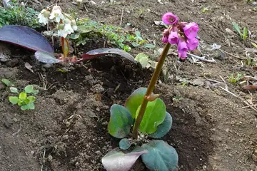 ヒマラヤユキノシタ・城山カタクリの里