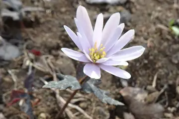 ユキワリイチゲ・八重山から五感の森