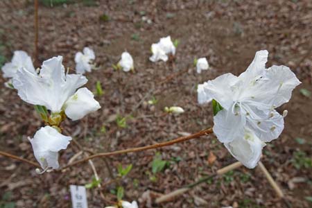 シロバナゲンカイツツジ・城山カタクリの里