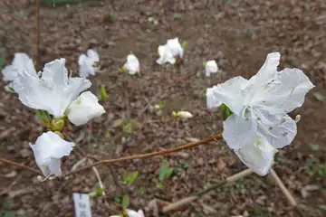 シロバナゲンカイツツジ・八重山から五感の森