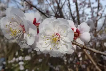 ブンゴウメ・八重山から五感の森