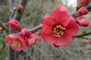 ボケ・城山カタクリの里