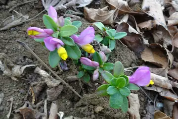 トキワヒメハギ・城山カタクリの里
