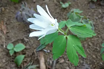 アズマイチゲ・八重山から五感の森